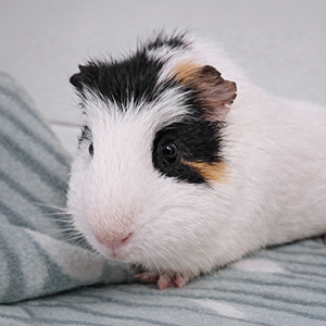 Psikus