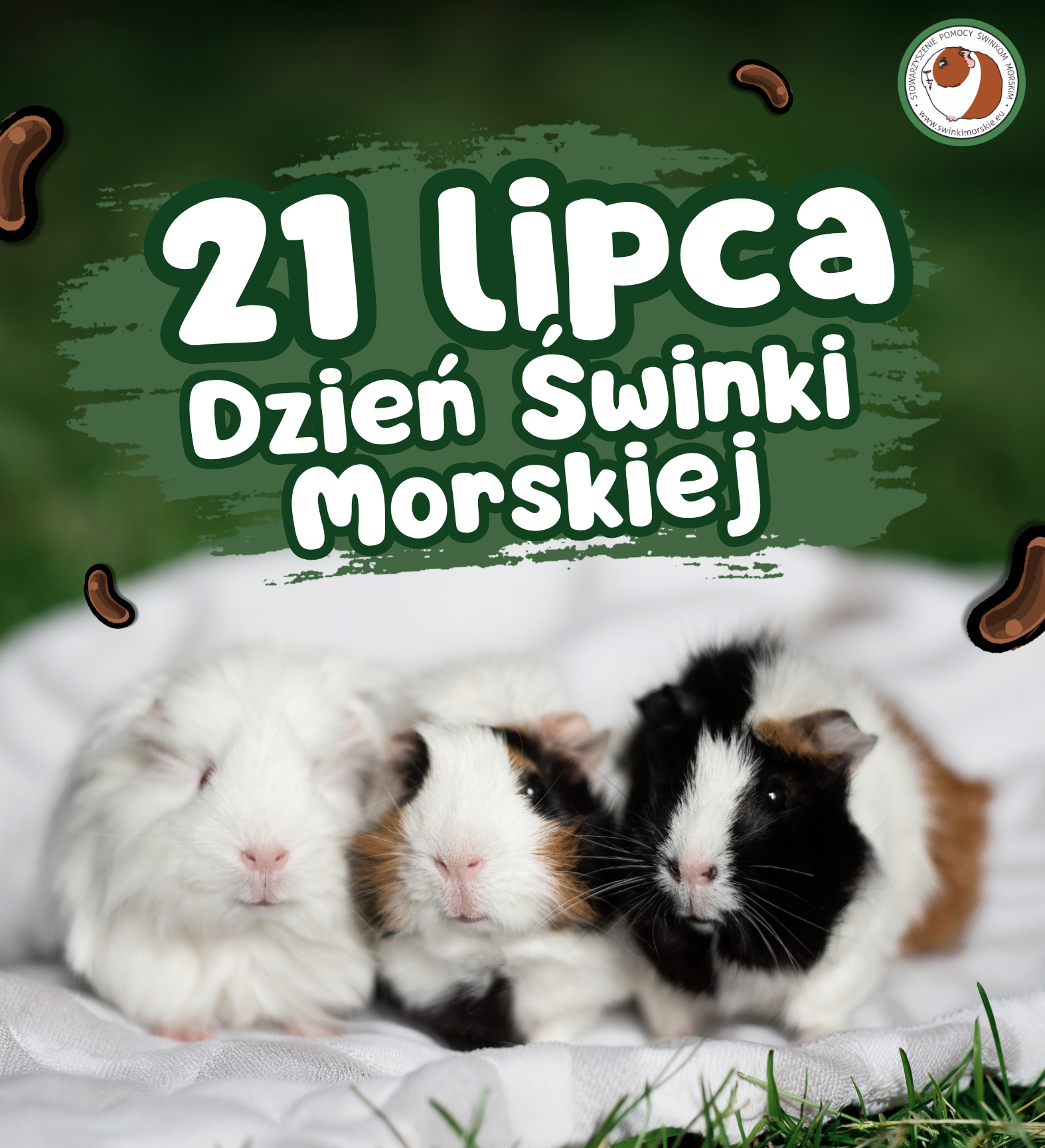 21 lipca – Dzień Świnki Morskiej