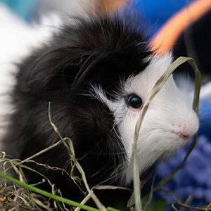 ORIN