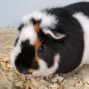 HUBA